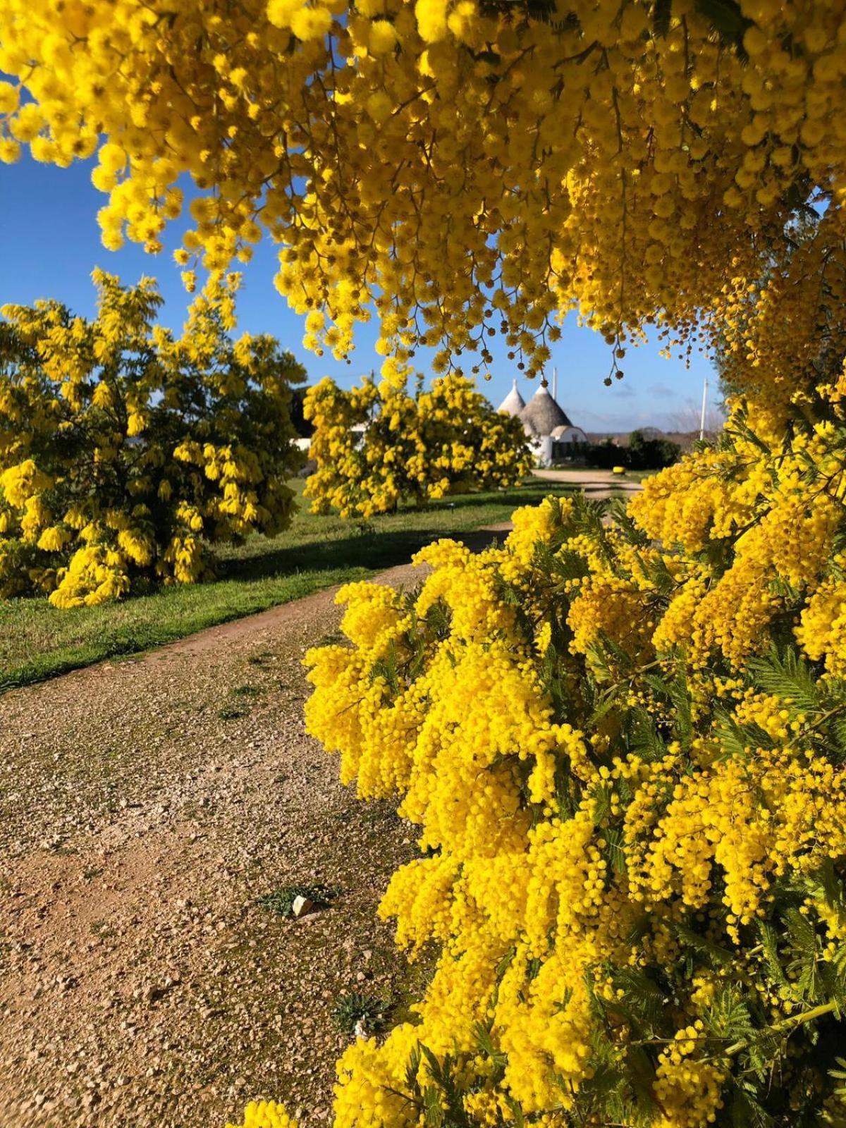 Trullo Trilli Puglia Villa Martina Franca Bagian luar foto